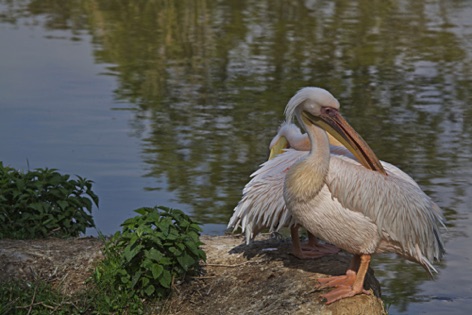 Pellicani di fiume